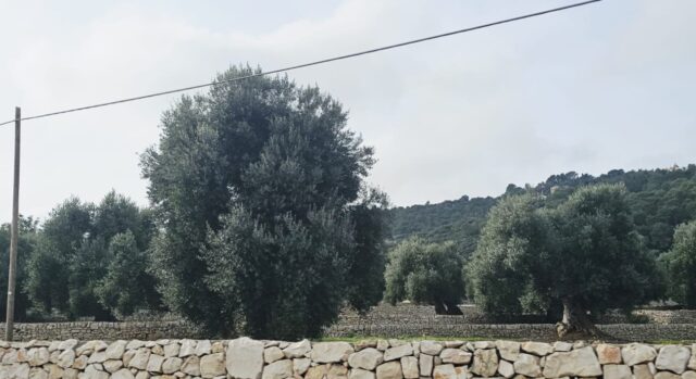 עצי הזית באיטליה - צילום איילת אורון