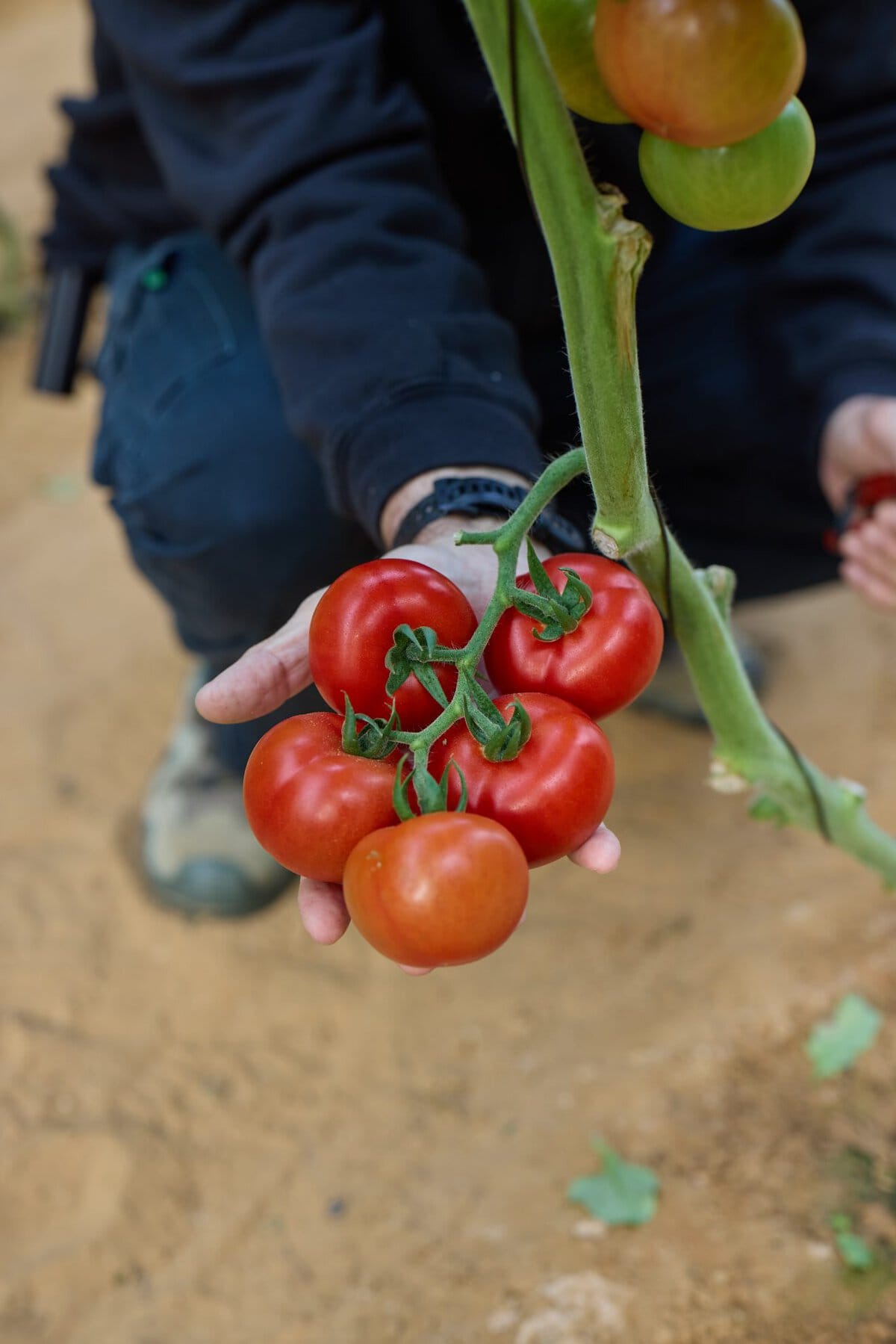 שילוב מנצח בין ביצועים והגנה — אלחנדרו שכטמן מרחיב על אסטרטגיית העגבניות של ＂הזרע＂